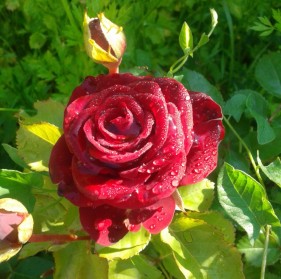 cropped-rose_flower_red_rose.jpg